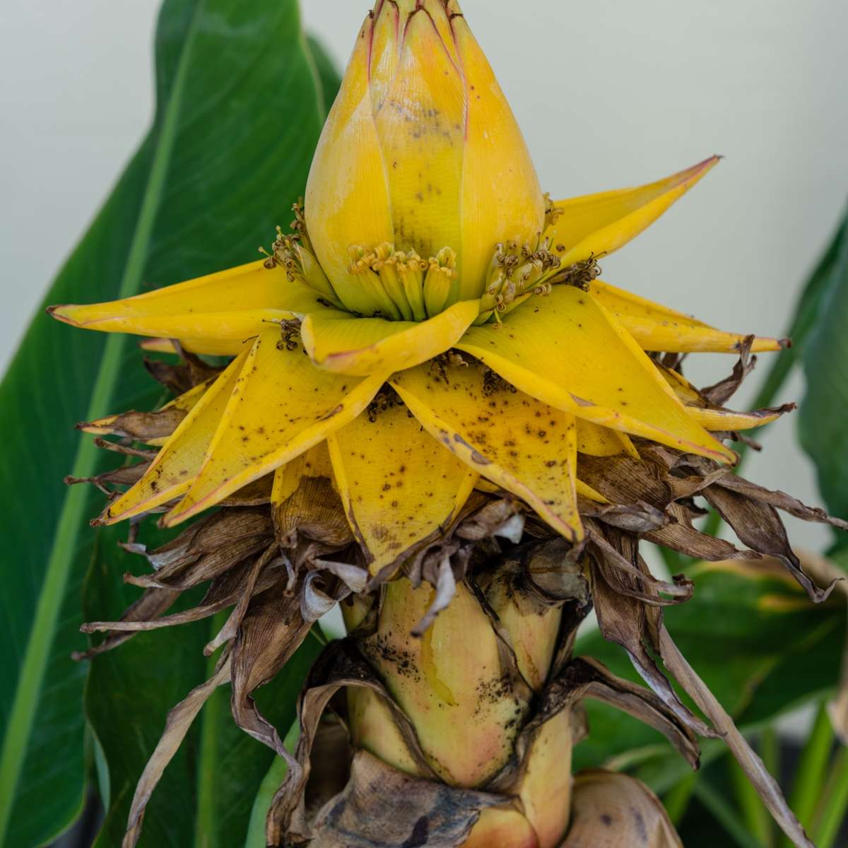 Bananier nain Lotus d'or - Set de 4 - Musella lasiocarpa - H25-40cm - ⌀9cm