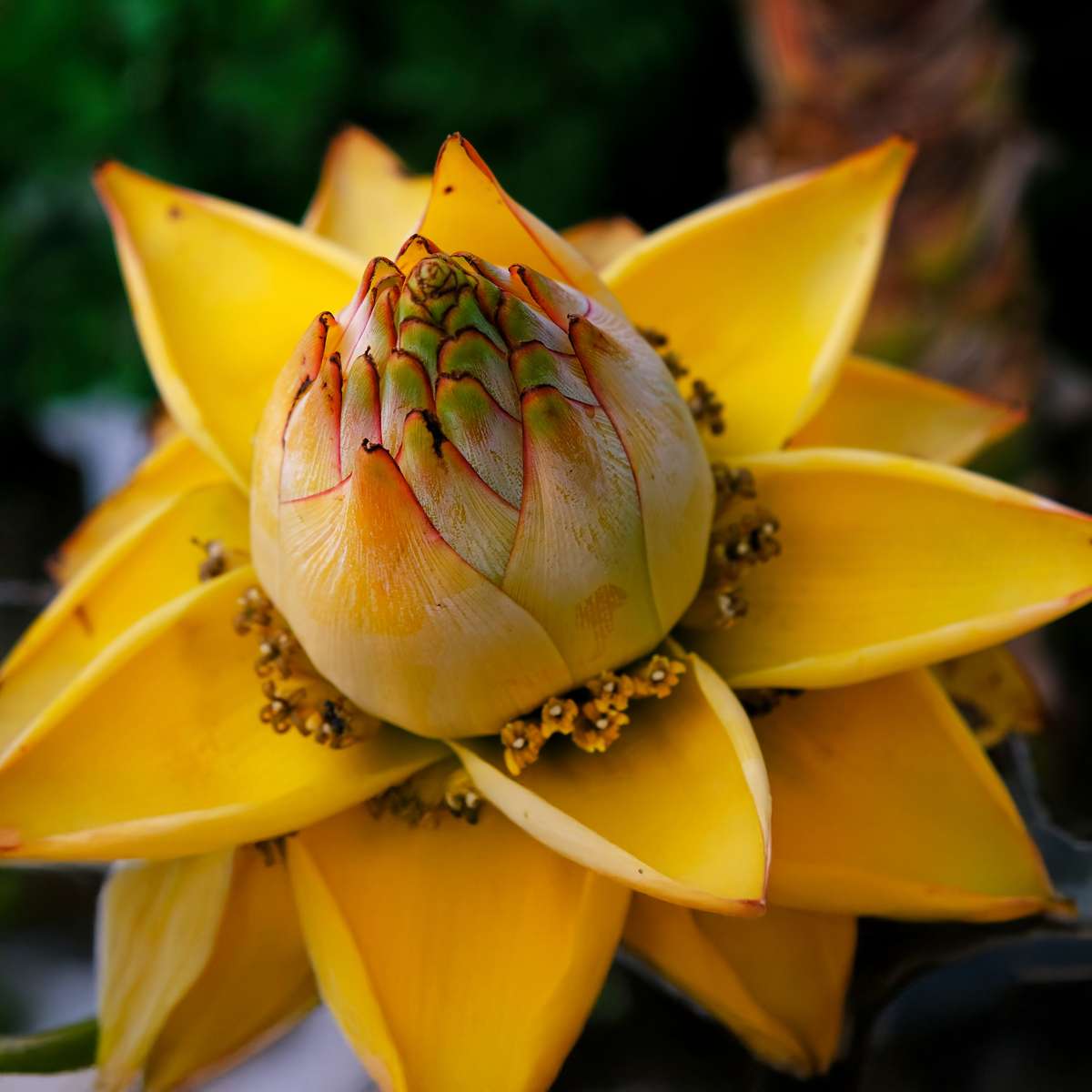 Bananier nain Lotus d'or - Set de 4 - Musella lasiocarpa - H25-40cm - ⌀9cm