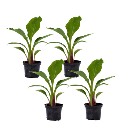Bananier nain Lotus d'or - Set de 4 - Musella lasiocarpa - H25-40cm - ⌀9cm