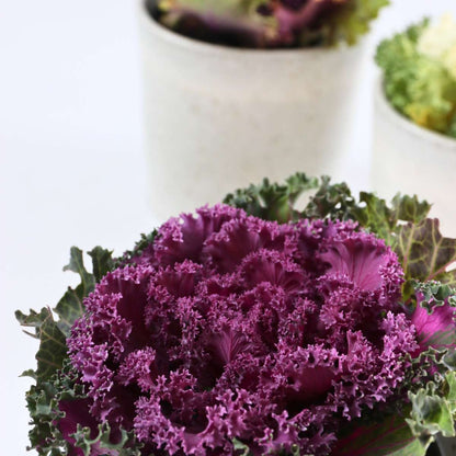 Chou commun - Set de 6 - Brassica oleracea - Hauteur 10-20cm - ⌀10,5cm