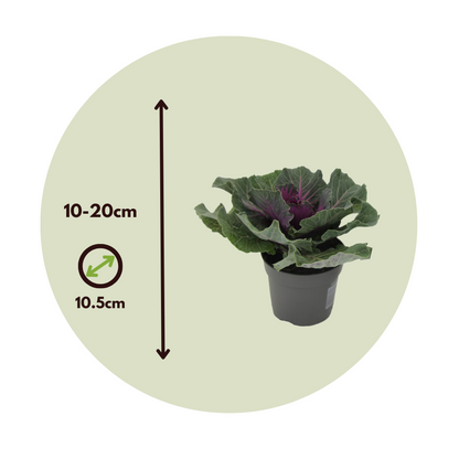 Chou commun - Set de 6 - Brassica oleracea - Hauteur 10-20cm - ⌀10,5cm
