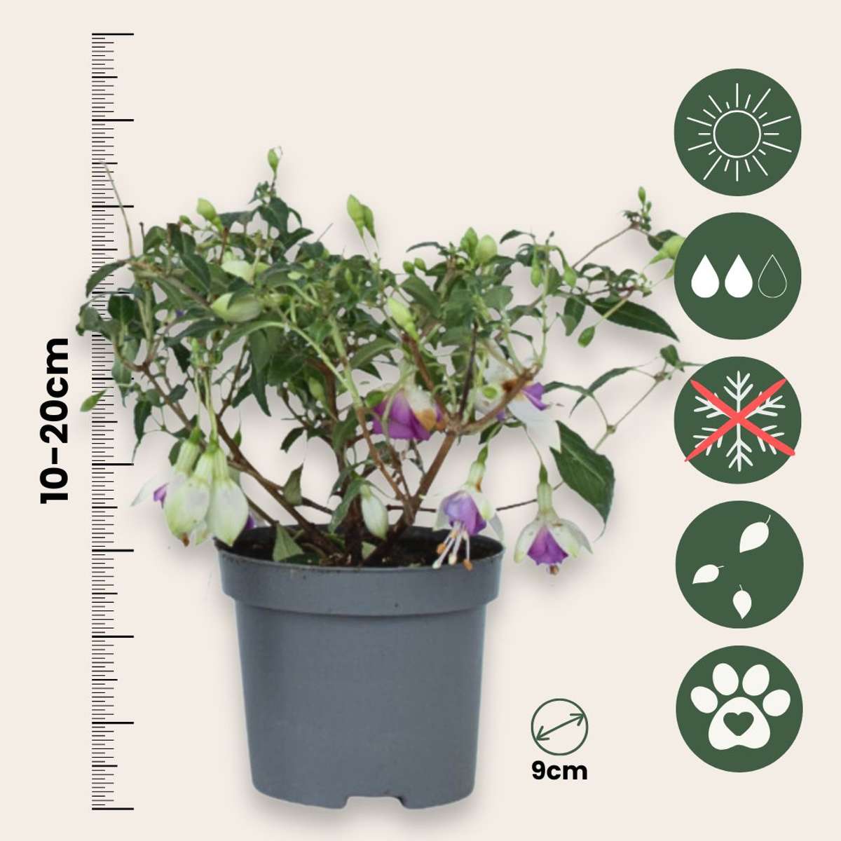 Fuchsia pleureur - Set de 3 - Fuchsia magellanica - Hauteur 10-20cm - ⌀9cm