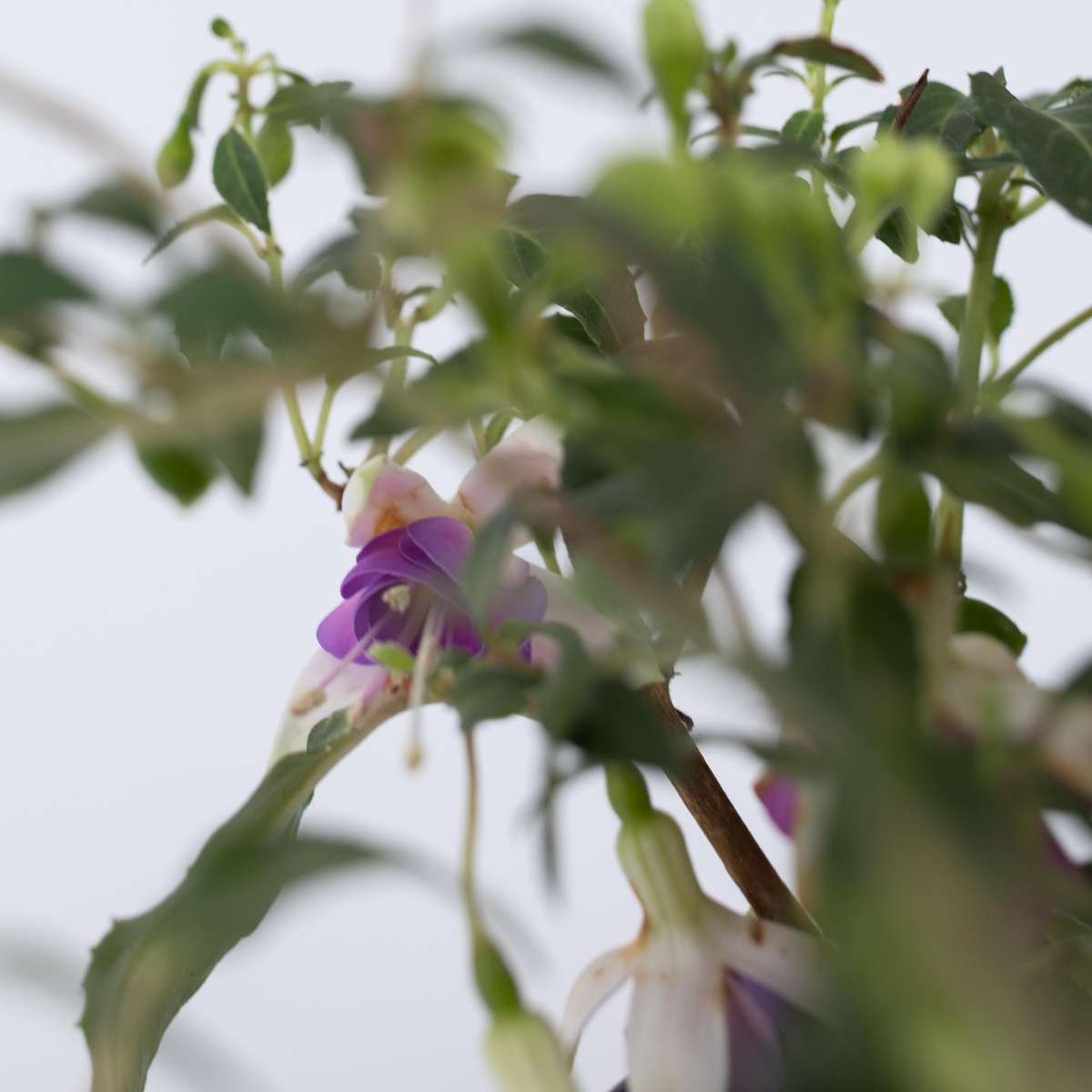 Fuchsia pleureur - Set de 6 - Fuchsia magellanica - Hauteur 10-20cm - ⌀9cm - TD Plantz