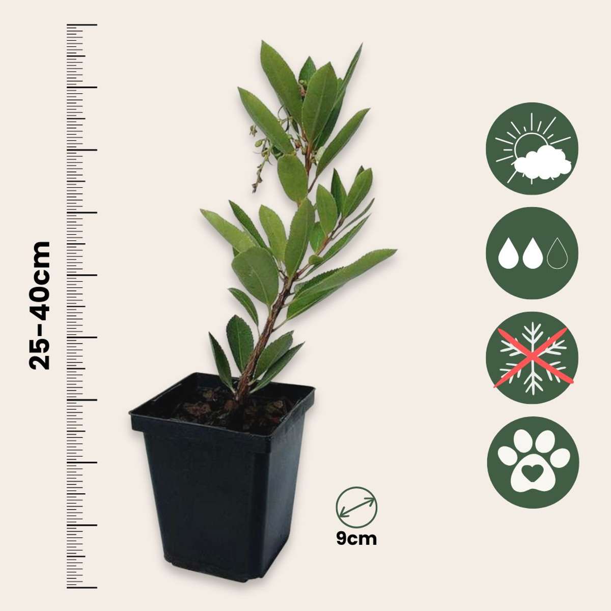 Fruits de l'arbousier - Set de 6 - Arbutus 'Unedo' - Hauteur 25-40cm - ⌀9cm
