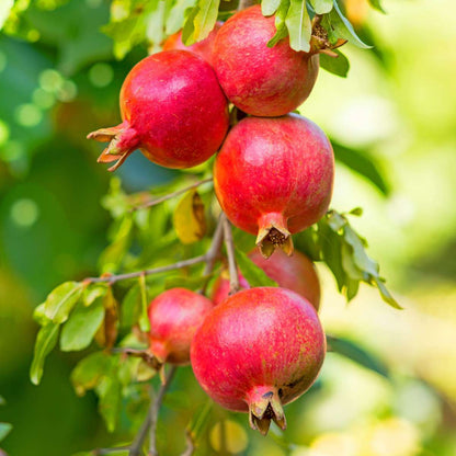 Grenadier - Set de 3 - Punica granatum - Hauteur 25-40cm - ⌀9cm