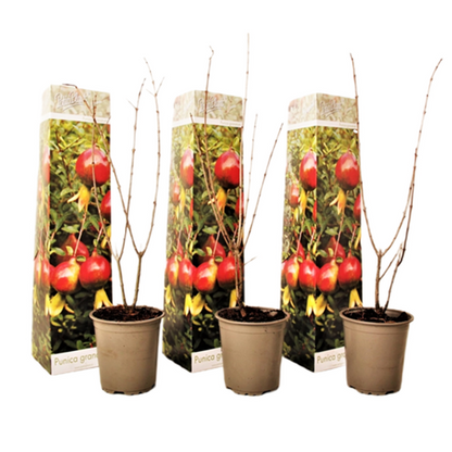 Grenadier - Set de 3 - Punica granatum - Hauteur 25-40cm - ⌀9cm