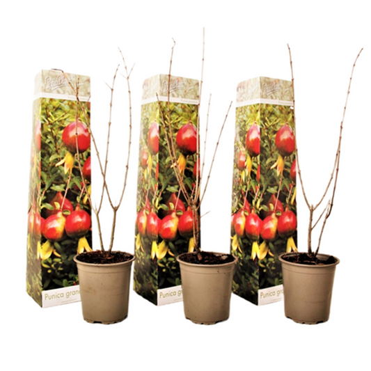 Pomegranate Tree - 3 pcs. - Punica granatum - Height 25-40cm - ⌀9cm