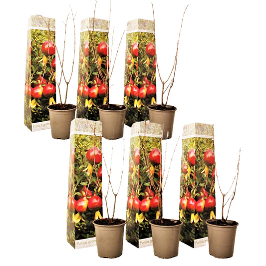 Pomegranate Tree - 6 pcs. - Punica granatum - Height 25-40cm - ⌀9cm