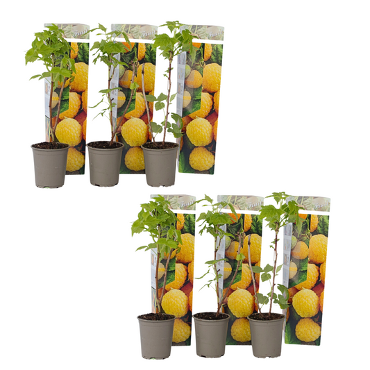 Wild Raspberry - 6 pcs. - Rubus idaeus 'Fallgold' - Height 25-40cm - ⌀9cm