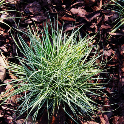 Sedge - 6 pcs. - Carex 'Amazon Mist' - Height 15-25cm - ⌀10,5cm