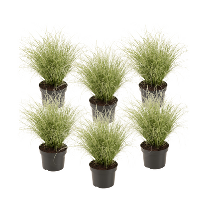 Sedge - 6 pcs. - Carex 'Amazon Mist' - Height 15-25cm - ⌀10,5cm