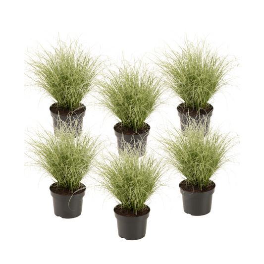 Sedge - 6 pcs. - Carex 'Amazon Mist' - Height 15-25cm - ⌀10,5cm
