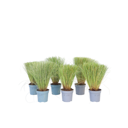 Sedge - 6 pcs. - Carex 'Amazon Mist' - Height 15-25cm - ⌀10,5cm