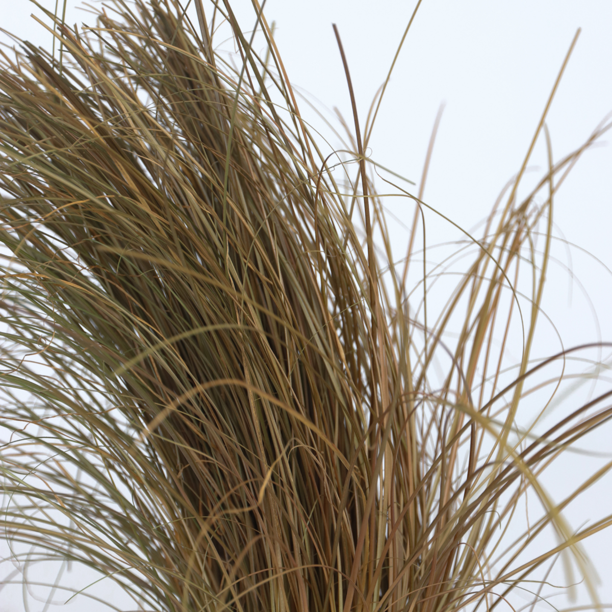 Ornamental grass - 6 pcs. - Stipa, Festuca, Carex - Height 15-25cm - ⌀10,5cm
