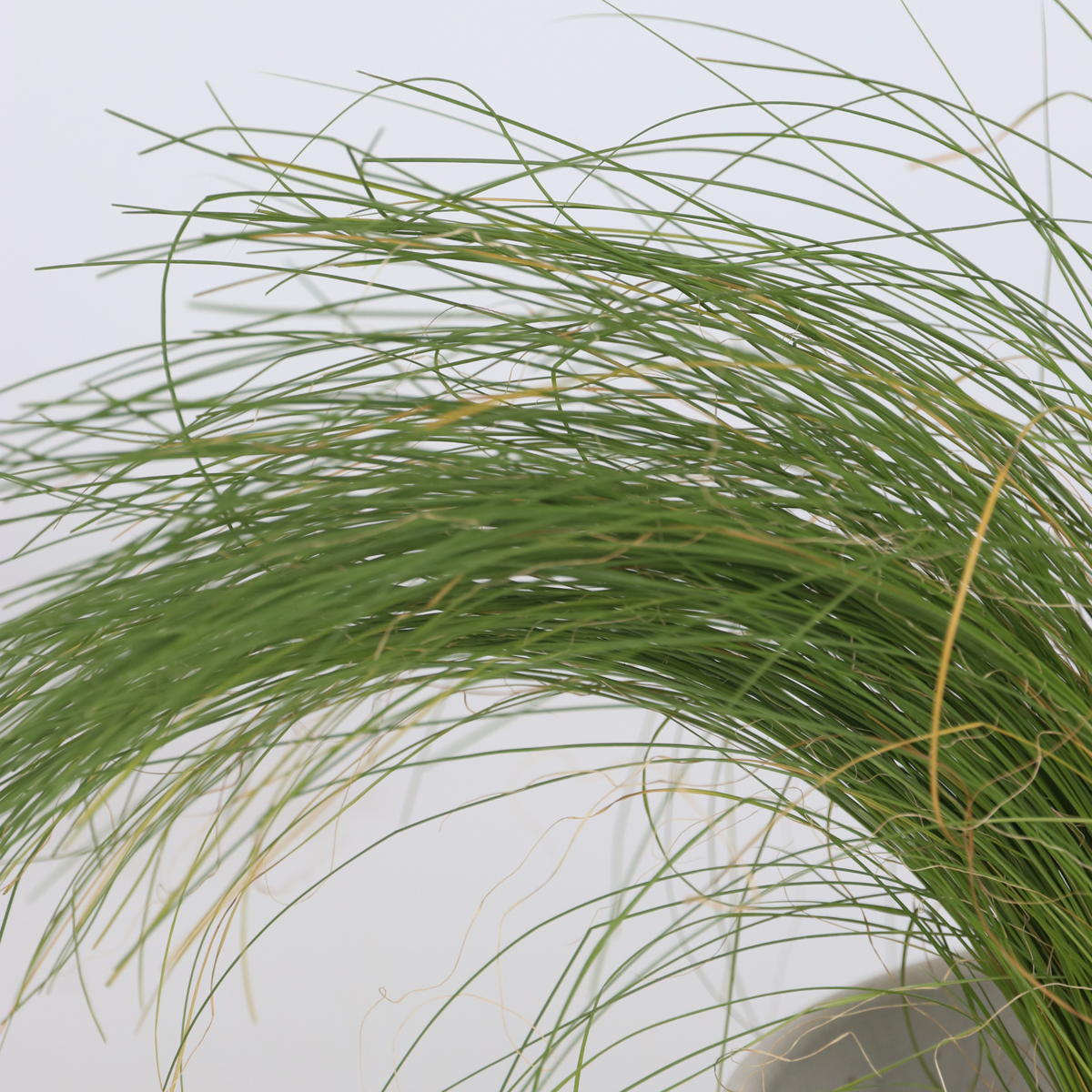 Ornamental grass - 6 pcs. - Stipa, Festuca, Carex - Height 15-25cm - ⌀10,5cm