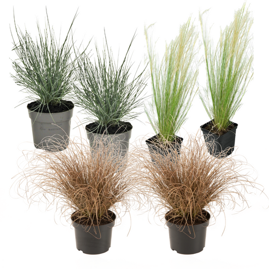 Ornamental grass - 6 pcs. - Stipa, Festuca, Carex - Height 15-25cm - ⌀10,5cm