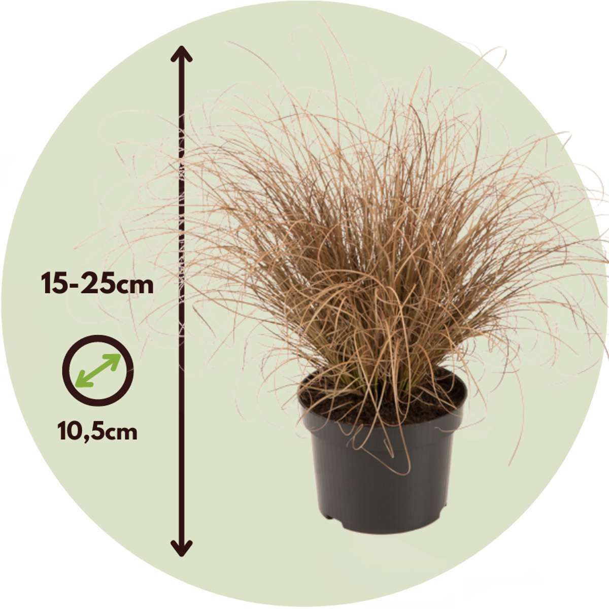 Ornamental grass - 6 pcs. - Stipa, Festuca, Carex - Height 15-25cm - ⌀10,5cm