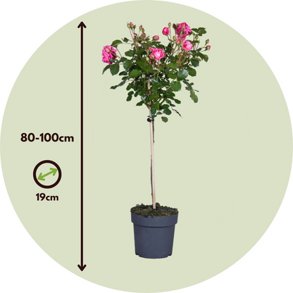 Rosier sur tige - Set de 2 - Rosa palace 'Topkapi' - Hauteur 80-100cm - ⌀19cm
