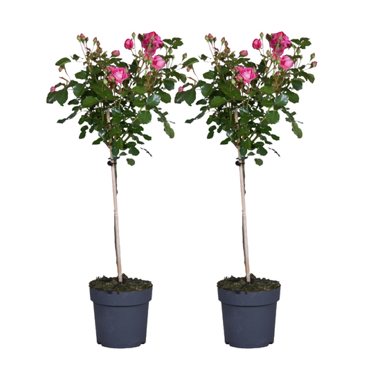 Rosier sur tige - Set de 2 - Rosa palace 'Topkapi' - Hauteur 80-100cm - ⌀19cm