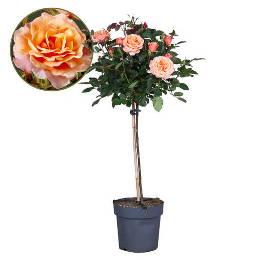 Palace Rose - Rosa palace 'Catherine' - Height 80-100cm - ⌀19cm