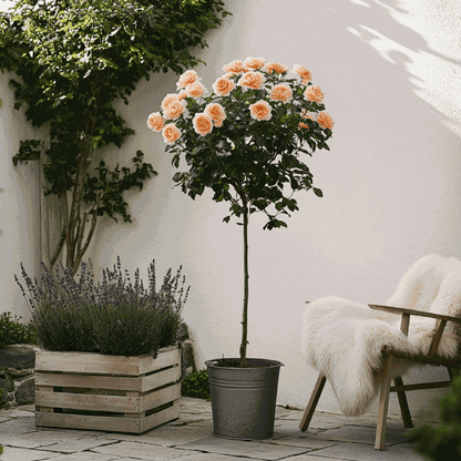 Rosier sur tige - Set de 2 - Rosa palace 'Catherine' - Hauteur 80-100cm - ⌀19cm