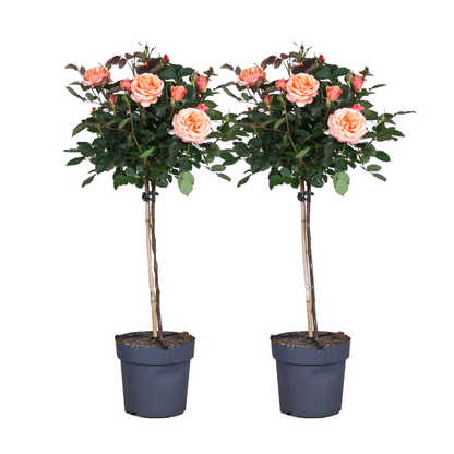 Rosier sur tige - Set de 2 - Rosa palace 'Catherine' - Hauteur 80-100cm - ⌀19cm