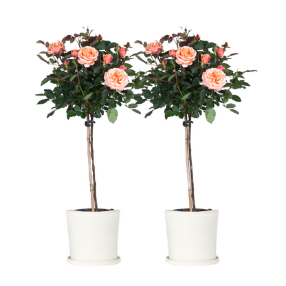 Rosier sur tige - Set de 2 - Rosa palace 'Catherine' - Hauteur 80-100cm - ⌀19cm