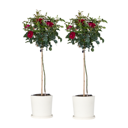 Palace Rose - 2 pcs. - Rosa palace ‘Pride' - Height 80-100cm - ⌀19cm