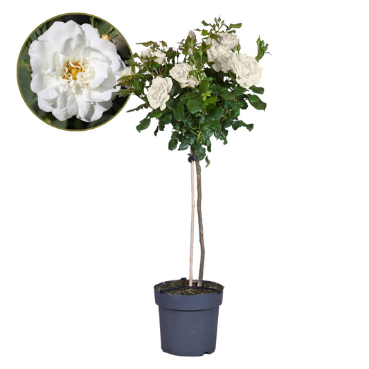 Palace Rose - Rosa palace ‘Kailani' - Height 80-100cm - ⌀19cm