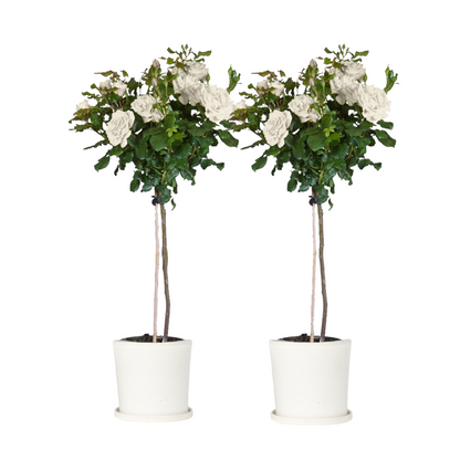 Palace Rose - 2 pcs. - Rosa palace ‘Kailani' - Height 80-100cm - ⌀19cm