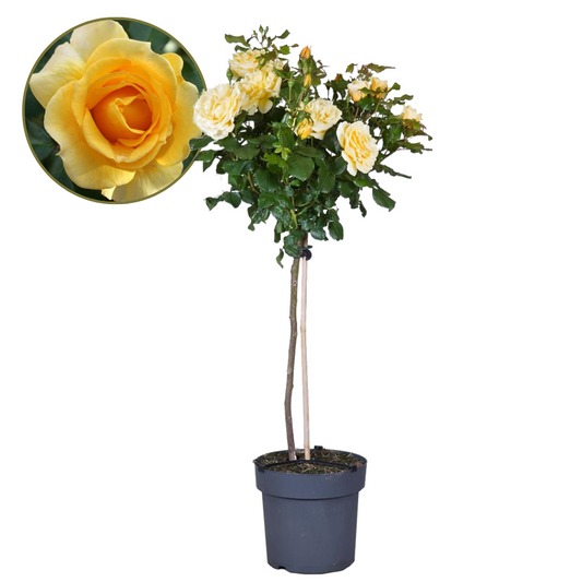 Rosier sur tige - Rosa palace ‘Mysore’ - Hauteur 80-100cm - ⌀19cm