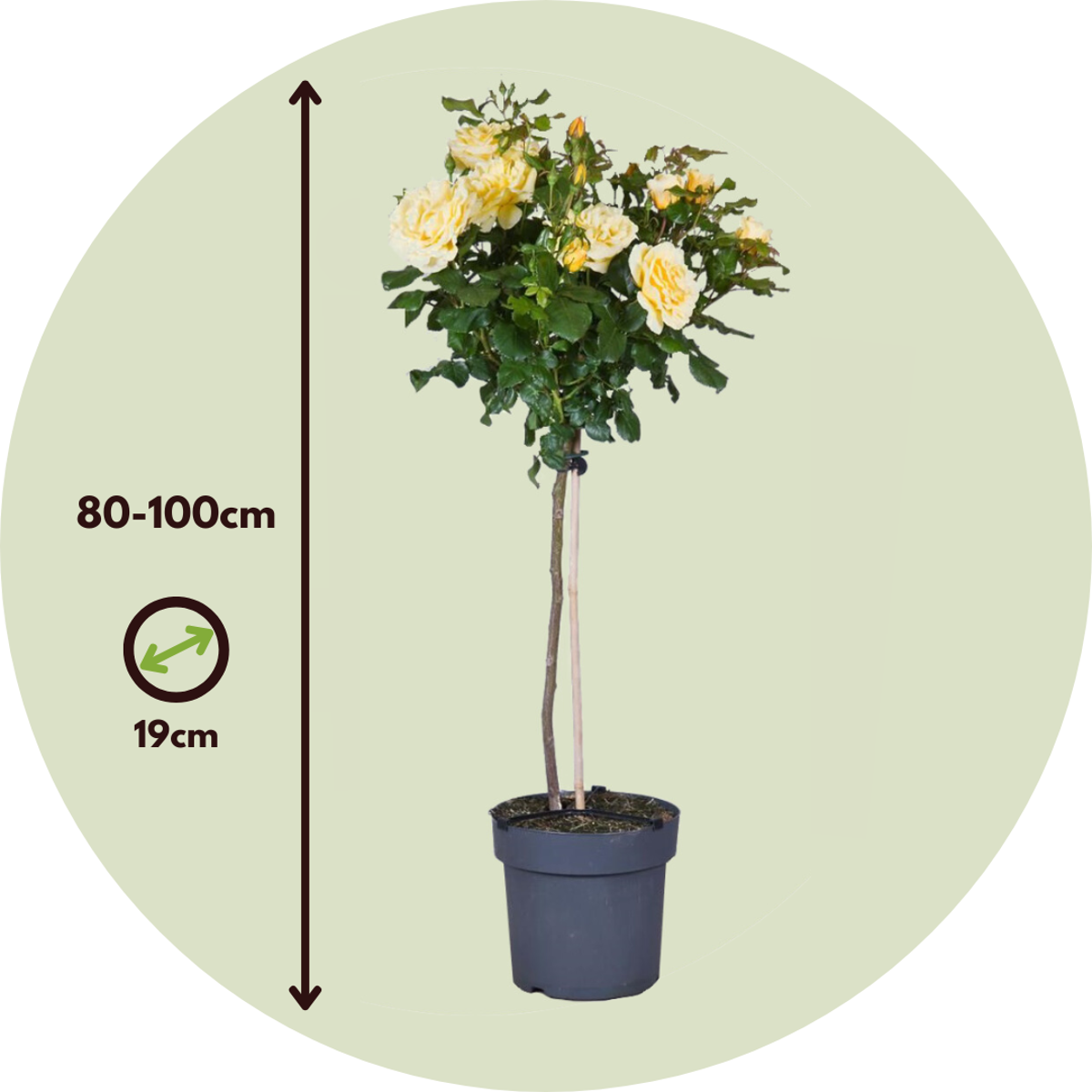 Rosier sur tige - Rosa palace ‘Mysore’ - Hauteur 80-100cm - ⌀19cm