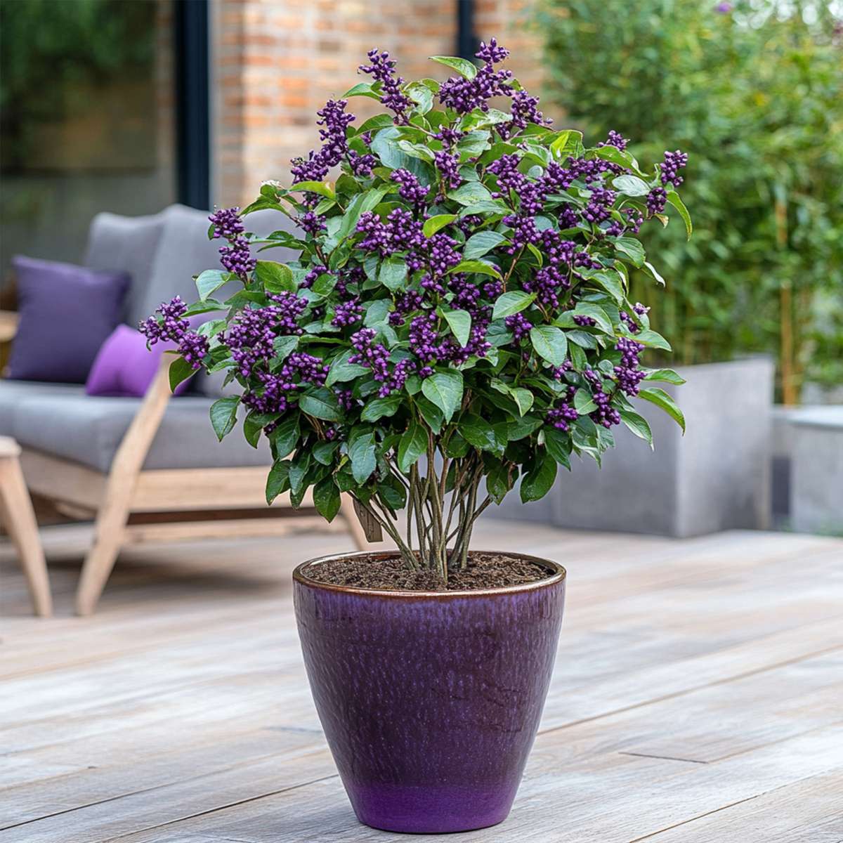 Baie de beauté - Callicarpa bodinieri 'Profusion' - Hauteur 50-60cm - ⌀19cm