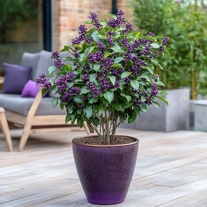 Baie de beauté - Callicarpa bodinieri 'Profusion' - Hauteur 50-60cm - ⌀19cm