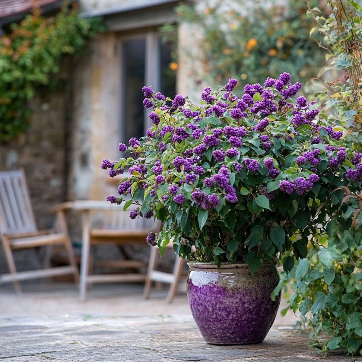 Baie de beauté - Callicarpa bodinieri 'Profusion' - Hauteur 50-60cm - ⌀19cm