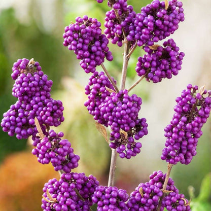 Baie de beauté - Callicarpa bodinieri 'Profusion' - Hauteur 50-60cm - ⌀19cm