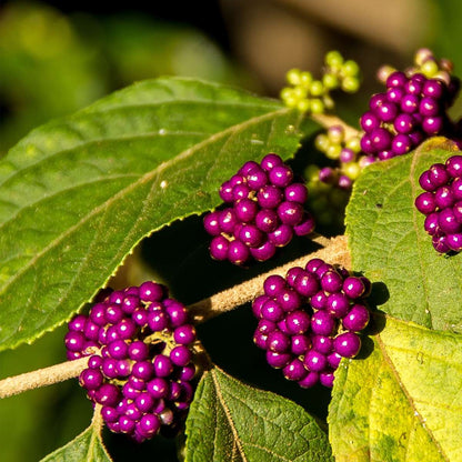 Baie de beauté - Callicarpa bodinieri 'Profusion' - Hauteur 50-60cm - ⌀19cm