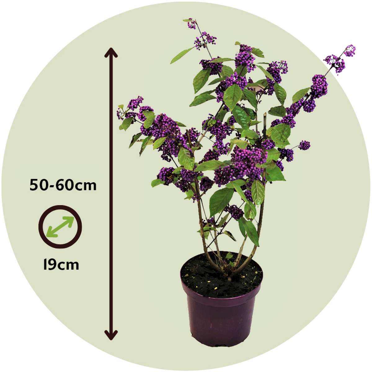 Baie de beauté - Callicarpa bodinieri 'Profusion' - Hauteur 50-60cm - ⌀19cm