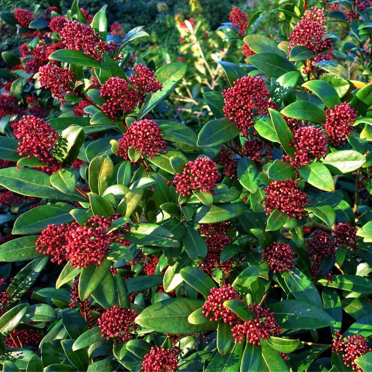 Arbuste à fleurs - Set de 2 - Skimmia japonica 'Rubella' - H35-45cm - ⌀15cm