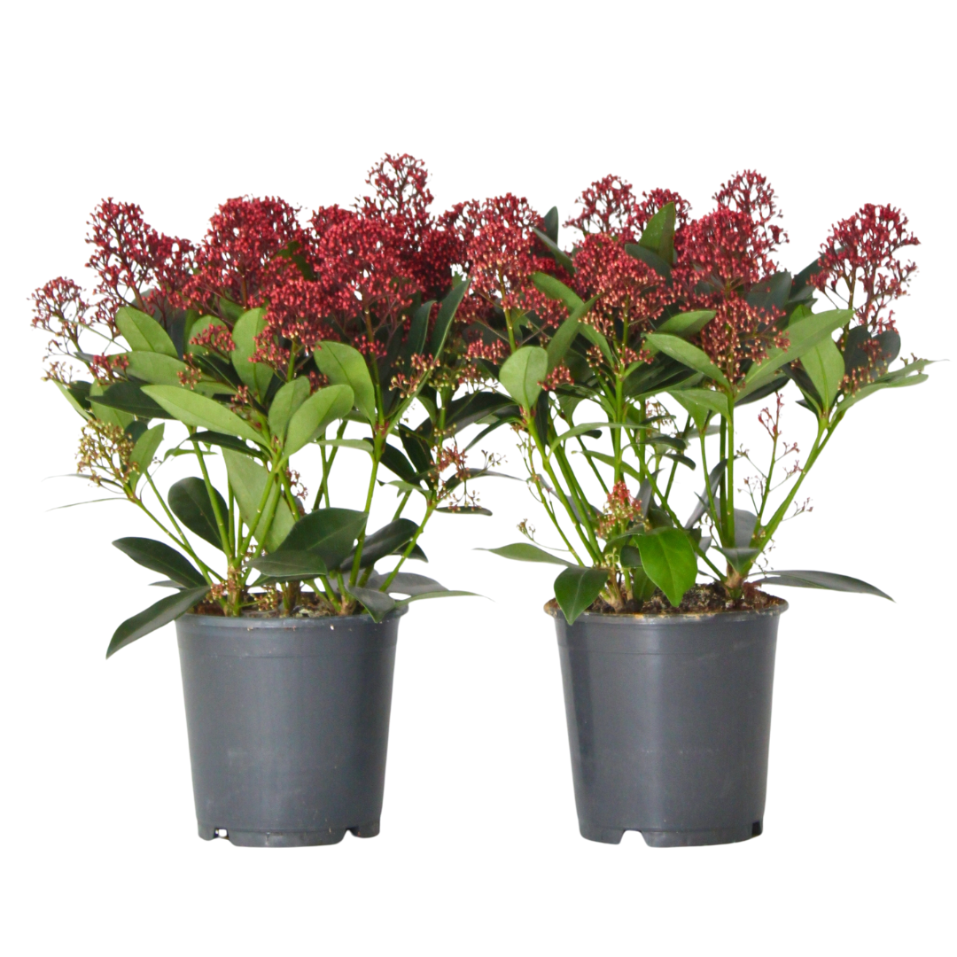 Arbuste à fleurs - Set de 2 - Skimmia japonica 'Rubella' - H35-45cm - ⌀15cm