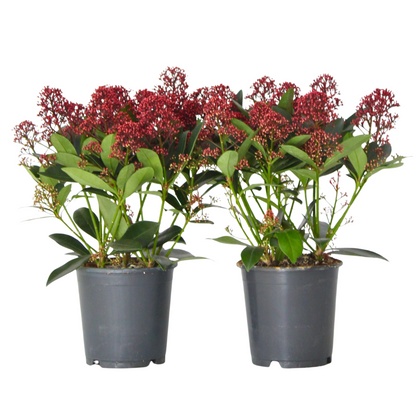 Arbuste à fleurs - Set de 2 - Skimmia japonica 'Rubella' - H35-45cm - ⌀15cm