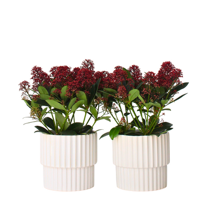 Arbuste à fleurs - Set de 2 - Skimmia japonica 'Rubella' - H35-45cm - ⌀15cm