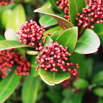 Arbuste à fleurs - Set de 4 - Skimmia japonica 'Rubella' - H35-45cm - ⌀15cm