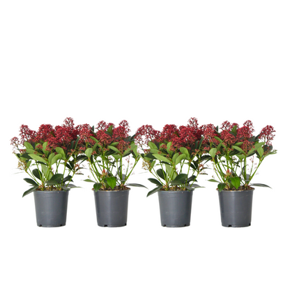 Arbuste à fleurs - Set de 4 - Skimmia japonica 'Rubella' - H35-45cm - ⌀15cm