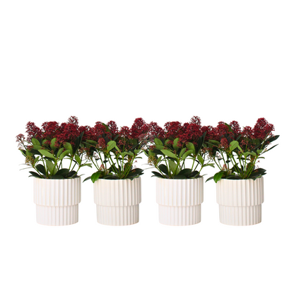Arbuste à fleurs - Set de 4 - Skimmia japonica 'Rubella' - H35-45cm - ⌀15cm