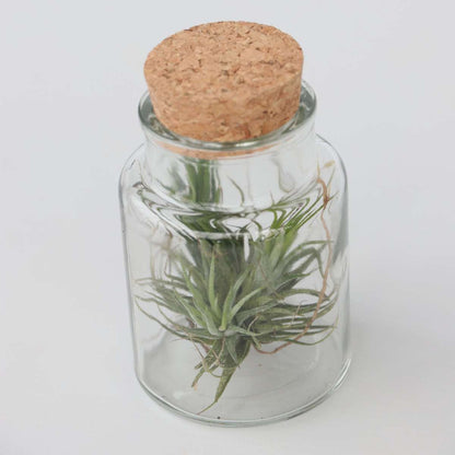 Air Plant in Glass - 3 pcs. - Tillandsia - Height 5-15cm - ⌀5cm