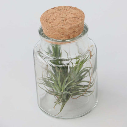 Air Plant in Glass - 3 pcs. - Tillandsia - Height 5-15cm - ⌀5cm