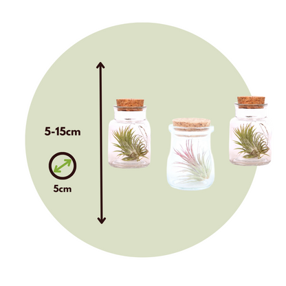 Air Plant in Glass - 3 pcs. - Tillandsia - Height 5-15cm - ⌀5cm