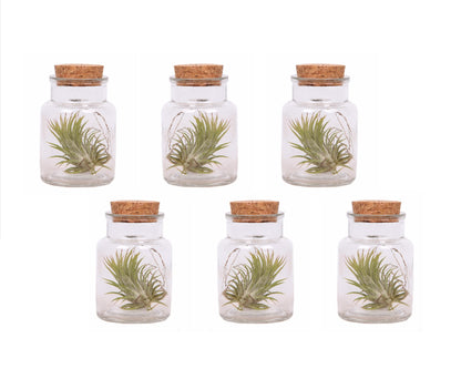 Air Plant in Glass - 6 pcs. - Tillandsia - Height 5-15cm - ⌀5cm