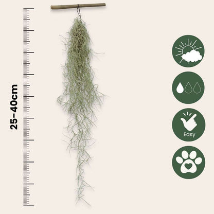 Mousse espagnole - Set de 3 - Tillandsia usneoides - Hauteur 25-40cm - ⌀5cm